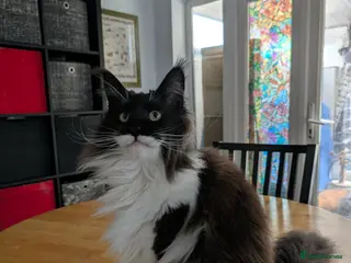 Maine Coon cats Retired Maine Coon Girl Available - Advert 1