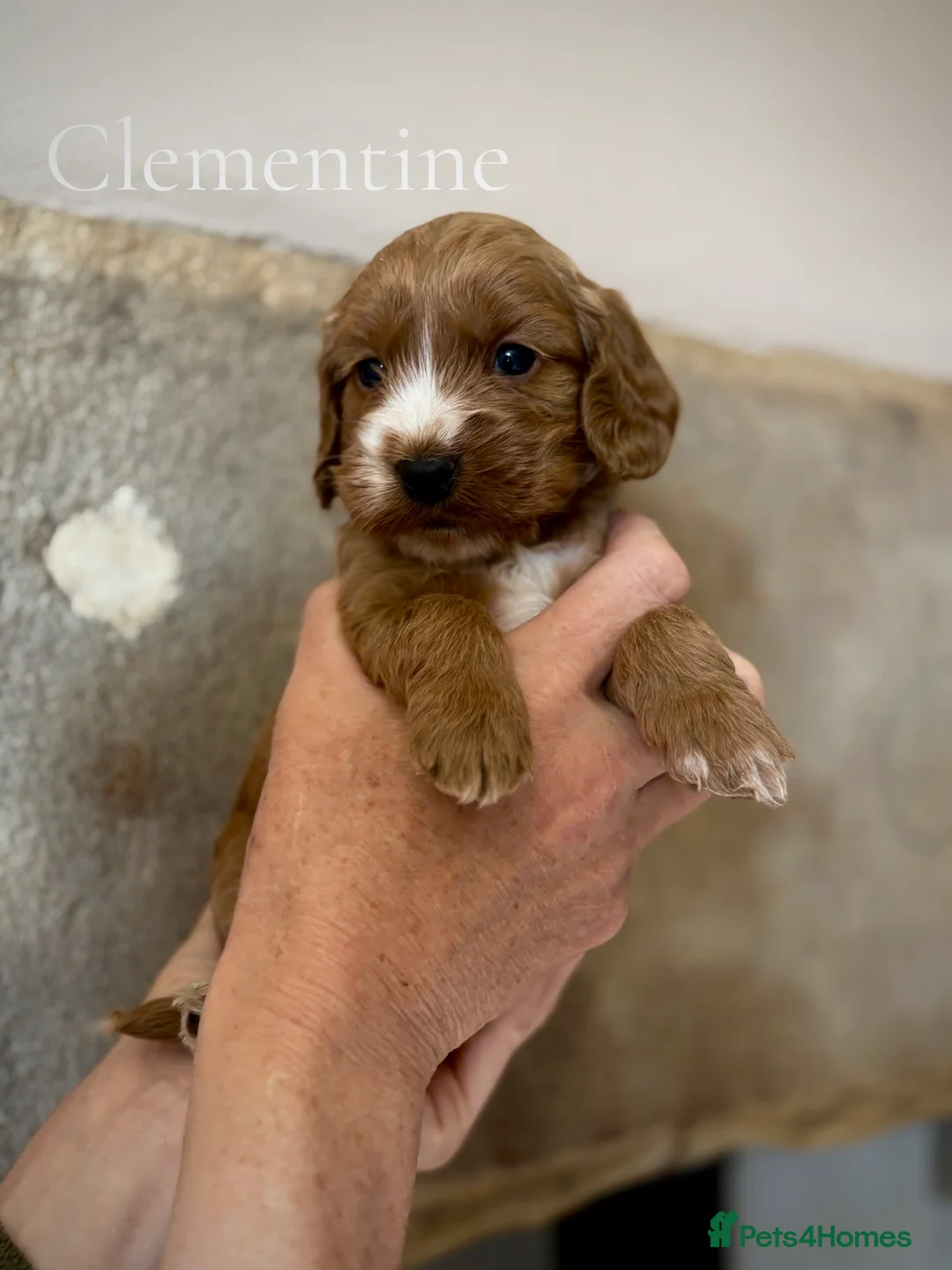 Cockapoo dogs for sale: Scrumptious Red Cockerpoos Puppies - Advert 2