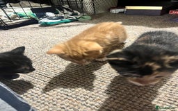 Mixed Breed cats for sale: Beautiful ginger and black kittens  - Image 5