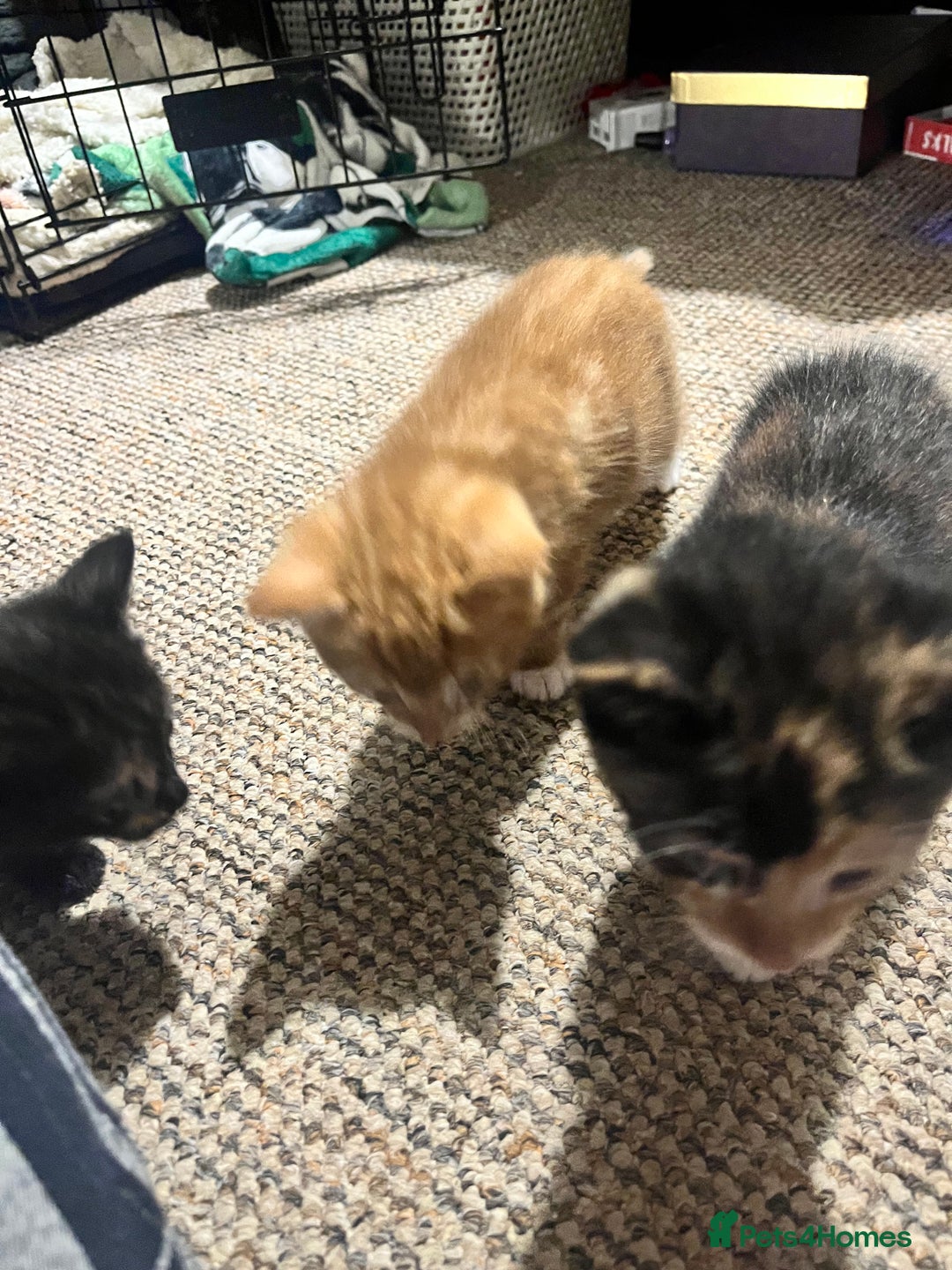 Mixed Breed cats for sale: Beautiful ginger and black kittens  - Image 5