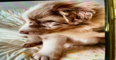 Border Collie dogs - Advert 7