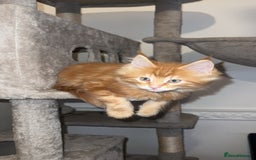 Maine Coon cats for sale: Maine Coon Kittens  - Image 2