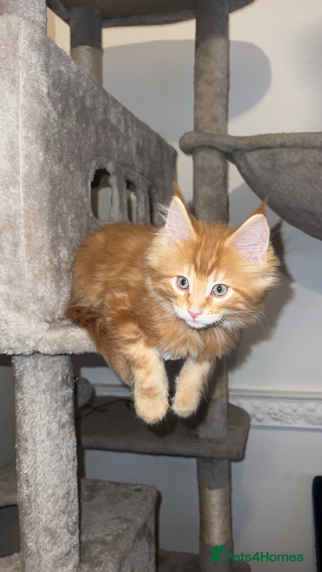 Maine Coon cats for sale: Maine Coon Kittens  - Image 2