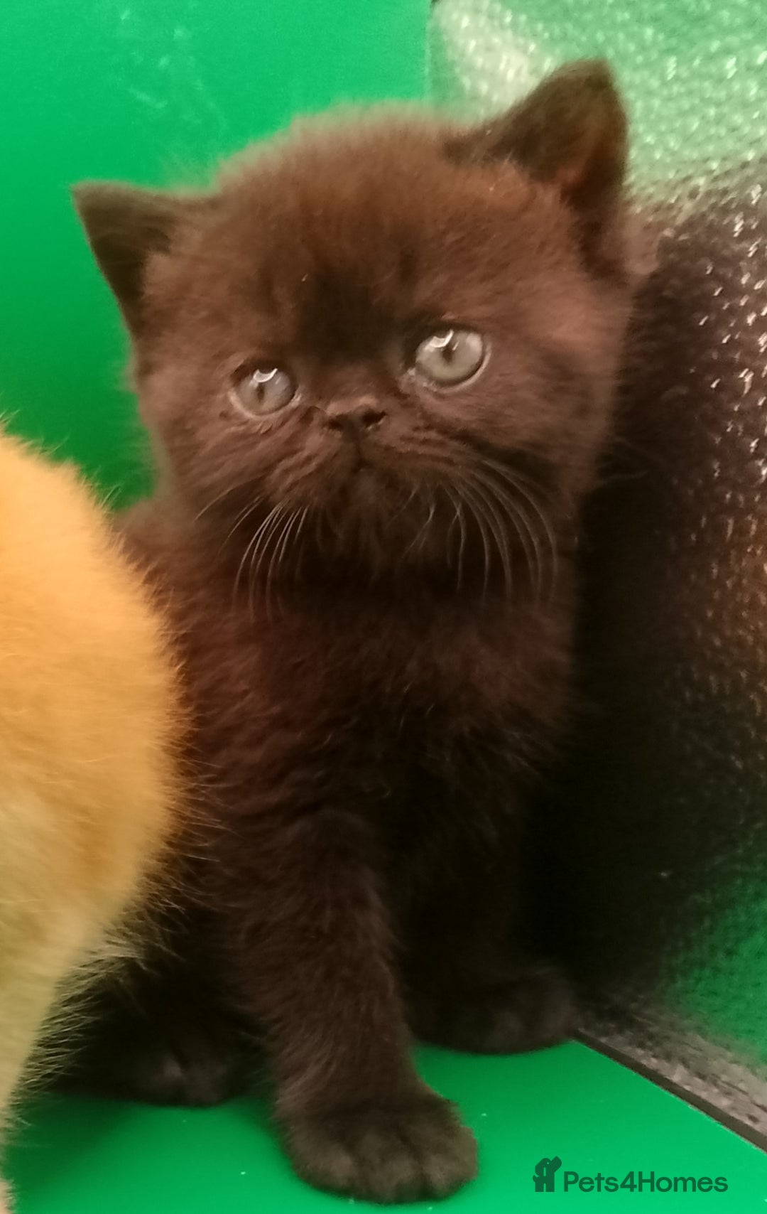 Exotic cats for sale:  Exotic British shorthair  - Image 3