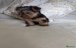 Yorkshire Terrier dogs for sale: Wonderful Yorkshire terrier puppies  - Image 14
