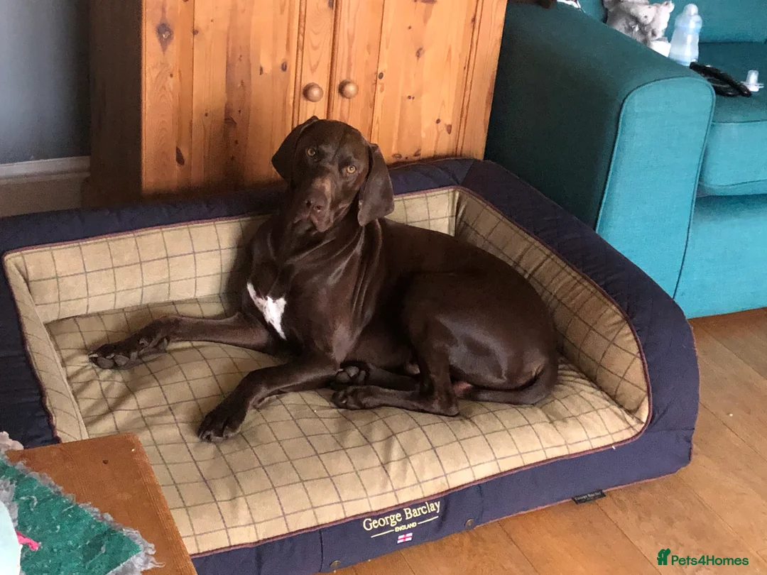 German Shorthaired Pointer dogs for stud: Stud dog available  - Advert 3
