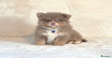 Pomsky dogs - Advert 1