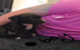 Staffordshire Bull Terrier dogs for sale: Staffy pups  - Image 3