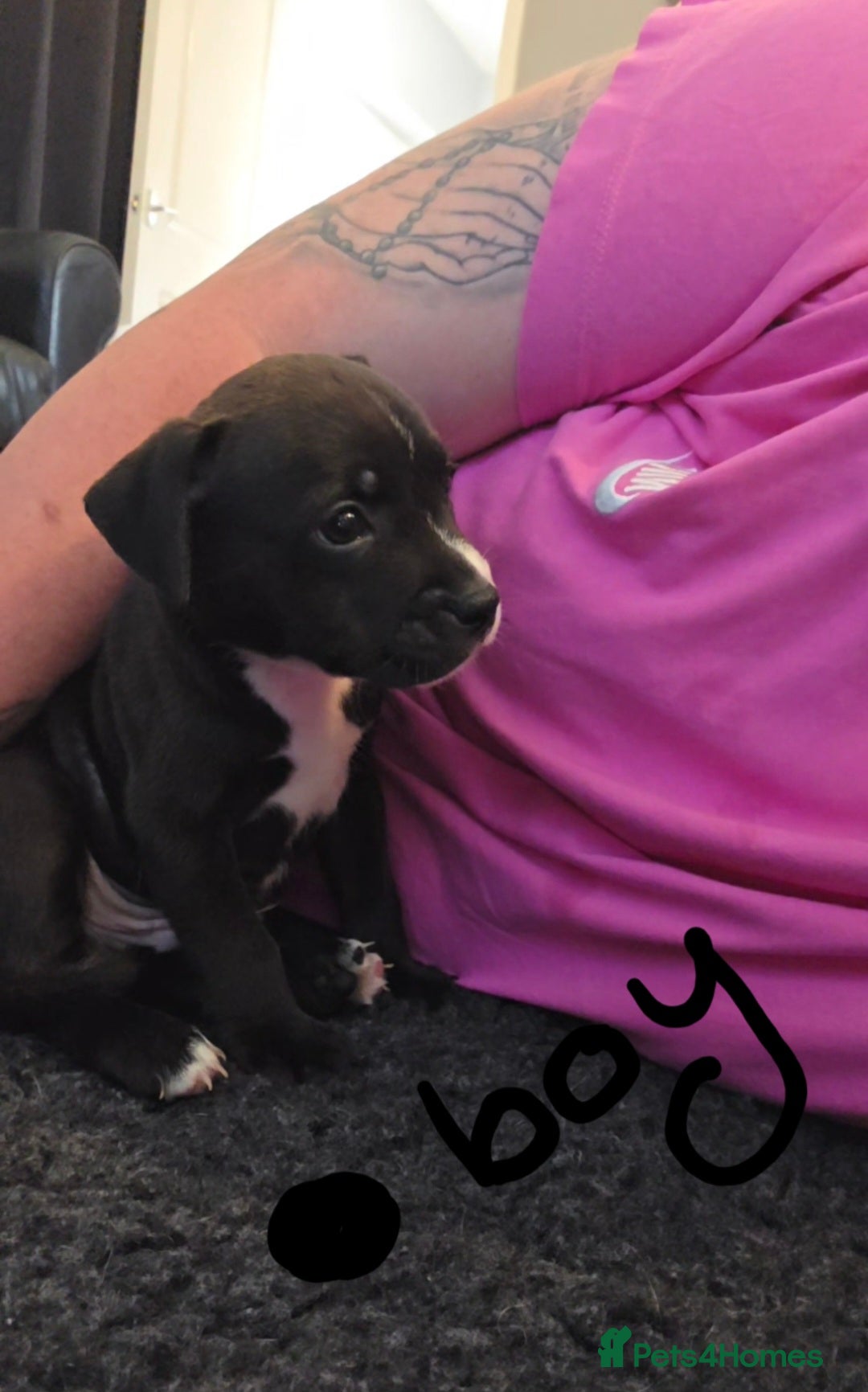 Staffordshire Bull Terrier dogs for sale: Staffy pups  - Image 3