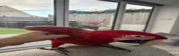 Parrots birds for sale: Greenwing Macaw - Advert 14