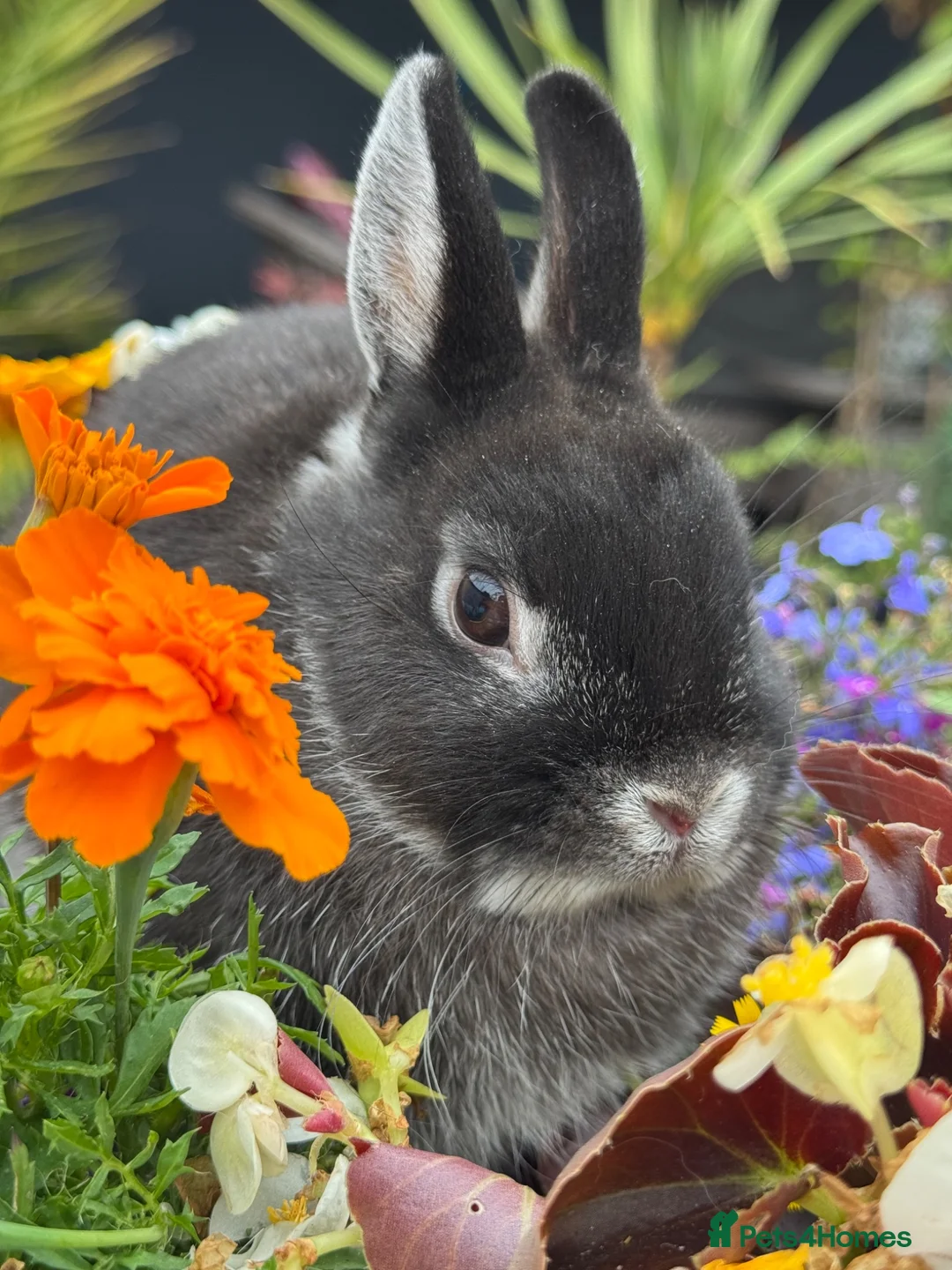 Netherland Dwarf rabbits for sale:  Young Netherland dwarf Black Buck - Advert 1