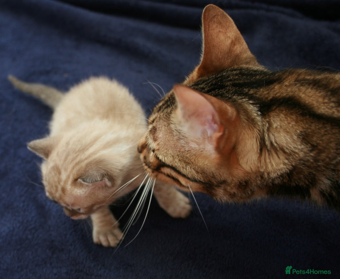 Bengal cats for sale: TICA Registered Bengal Kittens–Ready Nov 2025 🐾 - Image 7