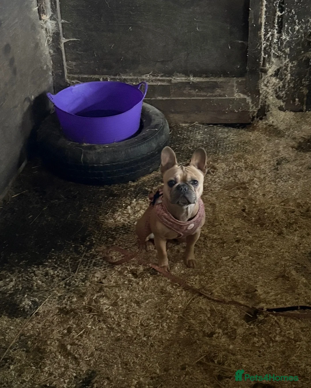 French Bulldog dogs for sale: Beautiful French bulldog for sale  - Advert 2