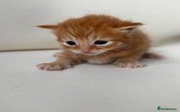 Mixed Breed cats for sale: Beautiful kittens  - Image 6