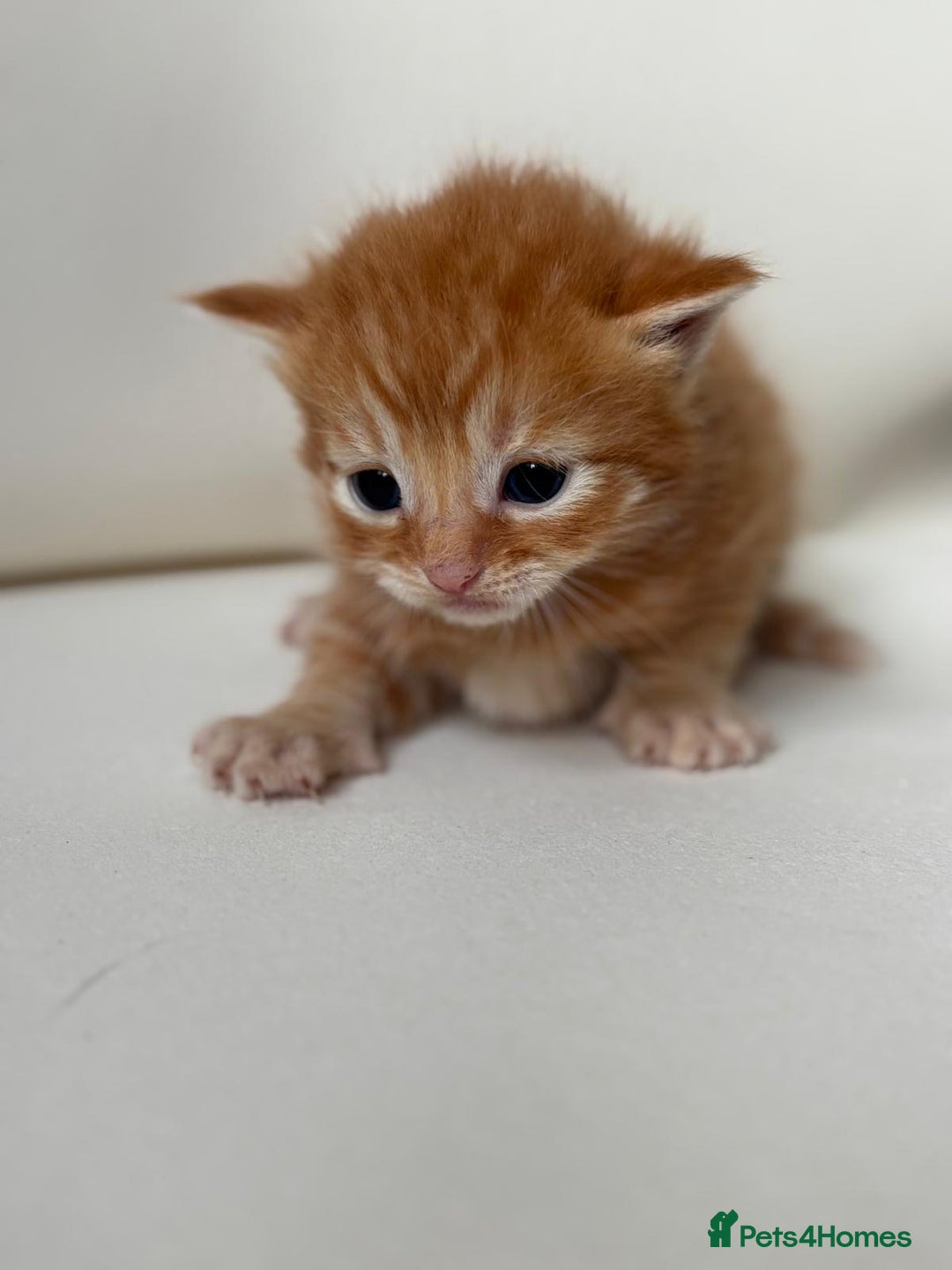 Mixed Breed cats for sale: Beautiful kittens  - Image 6