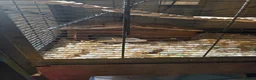 Rat rodents for sale: Two female rats and complete set up  in Leicester - Advert 10
