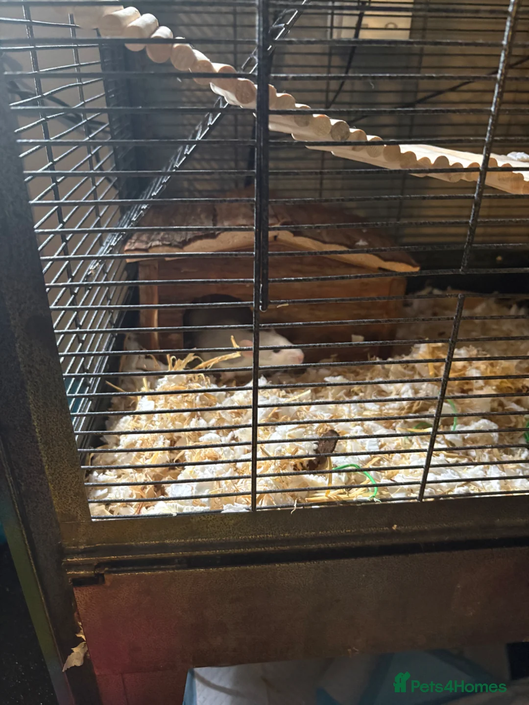 Rat rodents for sale: Two female rats and complete set up  in Leicester - Advert 10