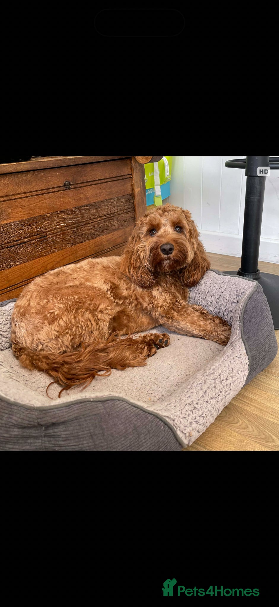 Cockapoo dogs Beautiful copper cockapoo - Advert 1