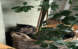 Domestic Shorthair cats for sale: Heartbreakingly a marriage breakup forces rehome - Image 3
