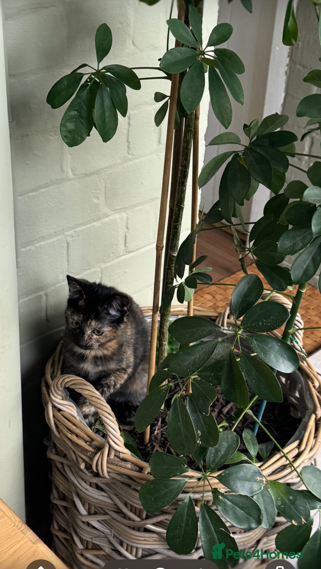 Domestic Shorthair cats for sale: Heartbreakingly a marriage breakup forces rehome - Image 3