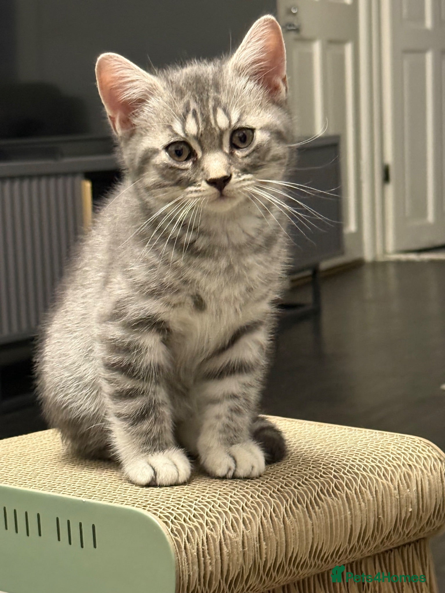British Shorthair cats Beautiful Scottish Fold&Straight –Silver tabby’s  - Advert 12