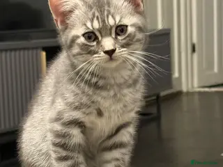 British Shorthair cats Beautiful Scottish Fold&Straight –Silver tabby’s - Advert 8