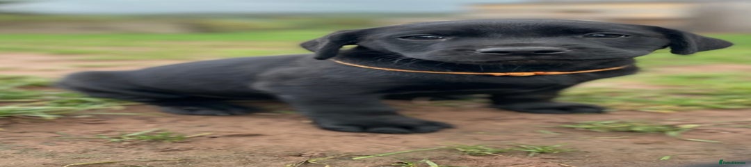 Labrador Retriever Puppy 2