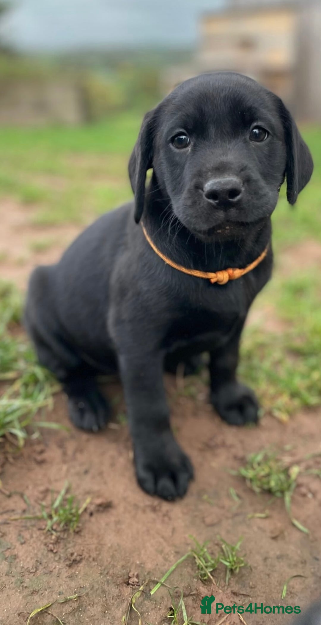 Labrador Retriever dogs for sale: Black Working Lab Puppies  - Image 3