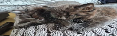 Mixed Breed 3