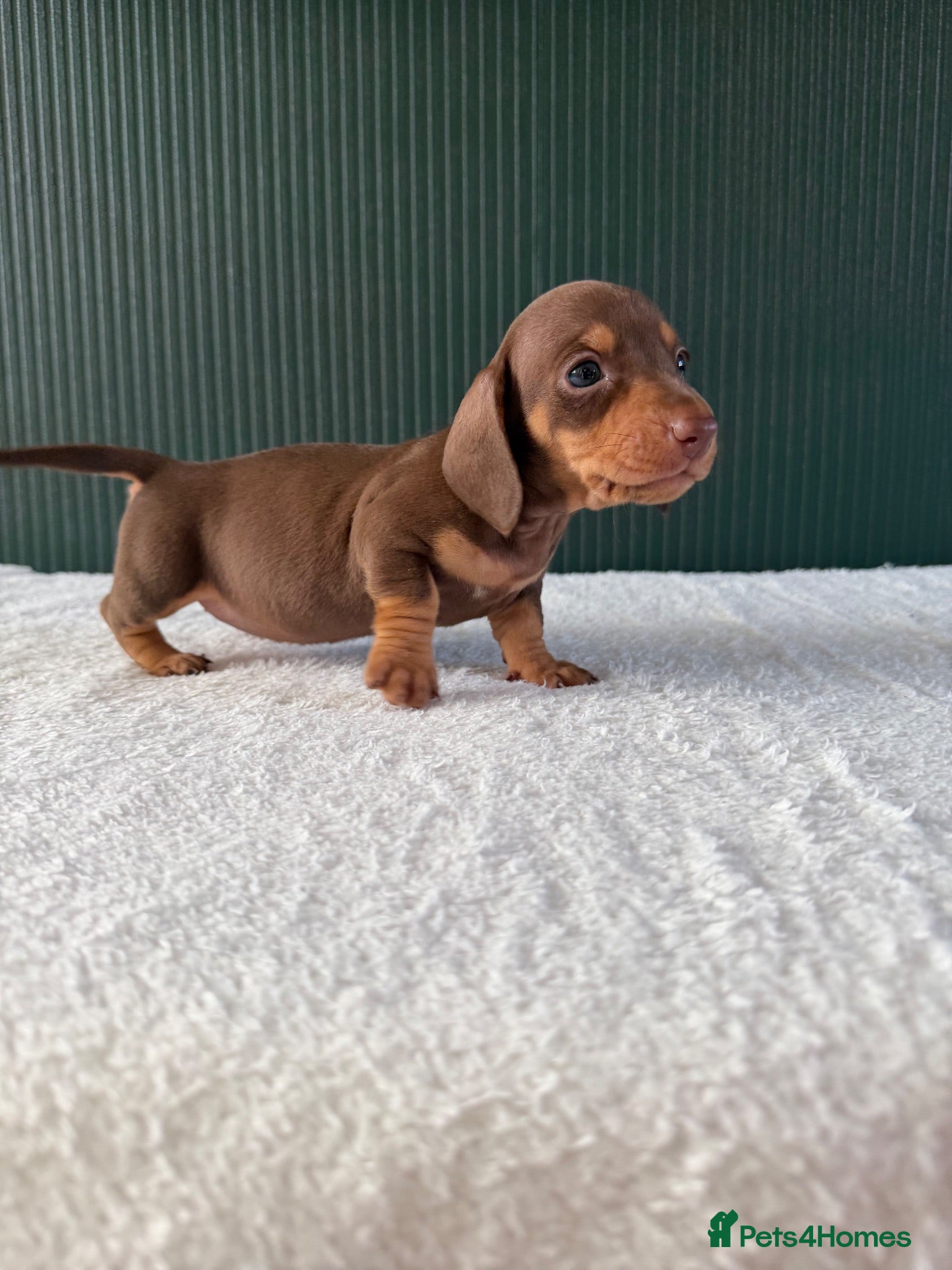 Miniature Dachshund dogs 💖 2 Stunning girls left 💖Miniature Dachshund  - Advert 4