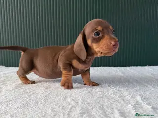 Miniature Dachshund dogs 💖 2 Stunning girls left 💖Miniature Dachshund - Advert 4