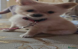 Pomeranian dogs for sale: Pomerenian  - Image 2