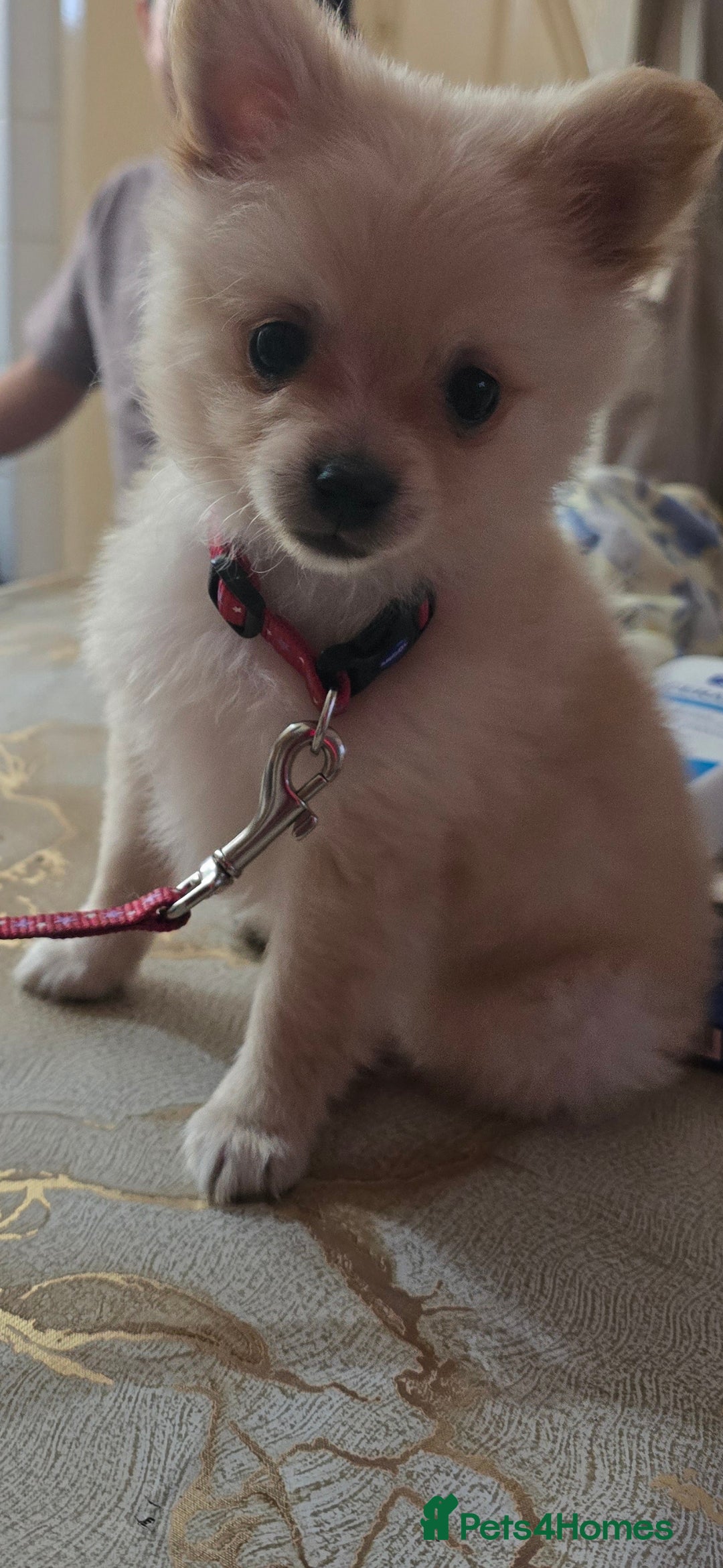 Pomeranian dogs for sale: Pomerenian  - Image 2