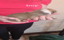 Staffordshire Bull Terrier dogs for sale: Beautiful staffy pups - Image 14