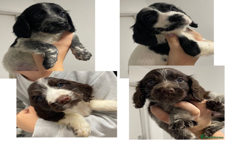Cocker Spaniel dogs - Advert 4