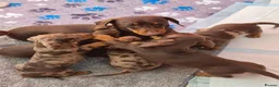 Miniature Dachshund dogs for sale: Beautiful miniature smooth-Haired Dachshunds pups in Cowbridge - Advert 6