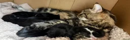 Mixed Breed cats for sale: Maine Coon Mixed Kittens Tabby & Tuxedo Richmond - Advert 28