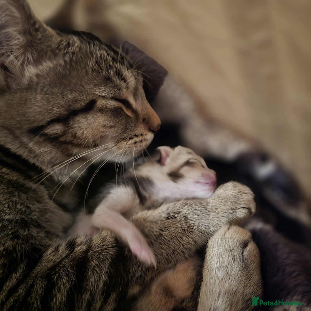 Mixed Breed cats for sale: 4 kittens for sale - Advert 1