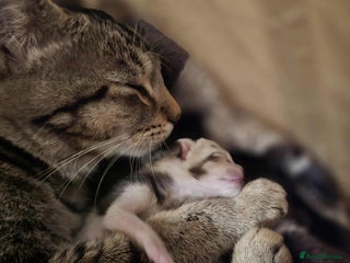 Mixed Breed cats 4 kittens for sale - Advert 1