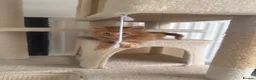 Mixed Breed cats for sale: Beautiful Bengal Mix Kittens Ready to go🐾 - Advert 16