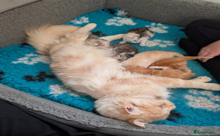 Maine Coon cats - Advert 3