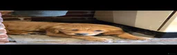 Golden Retriever dogs for sale: Golden retriever female - Advert 5