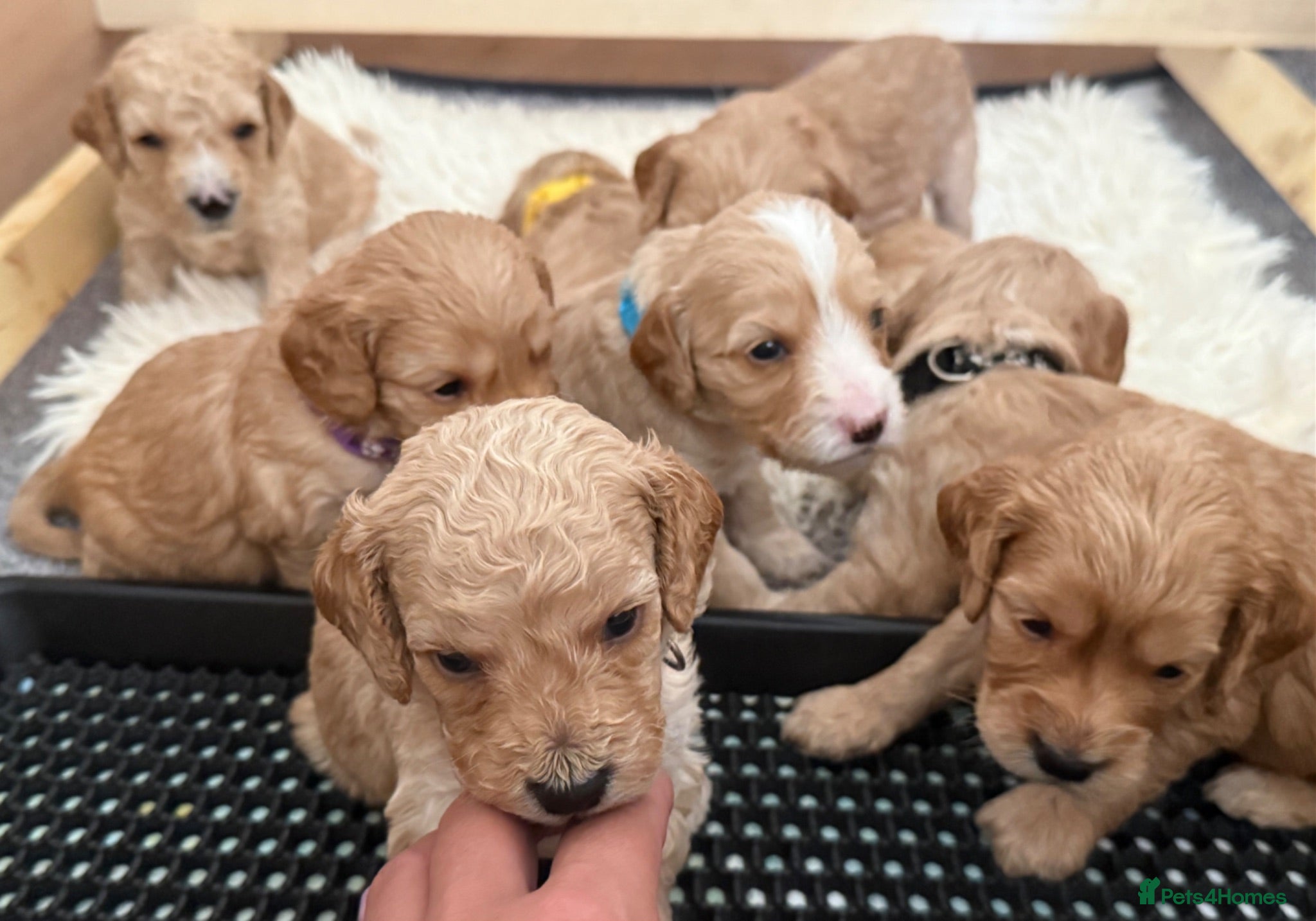 Cockapoo dogs ✨ Exceptional F2 Cockapoo Puppies ✨ - Advert 3