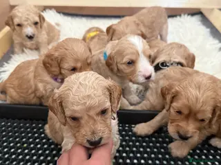 Cockapoo dogs ✨ Exceptional F2 Cockapoo Puppies ✨ - Advert 3