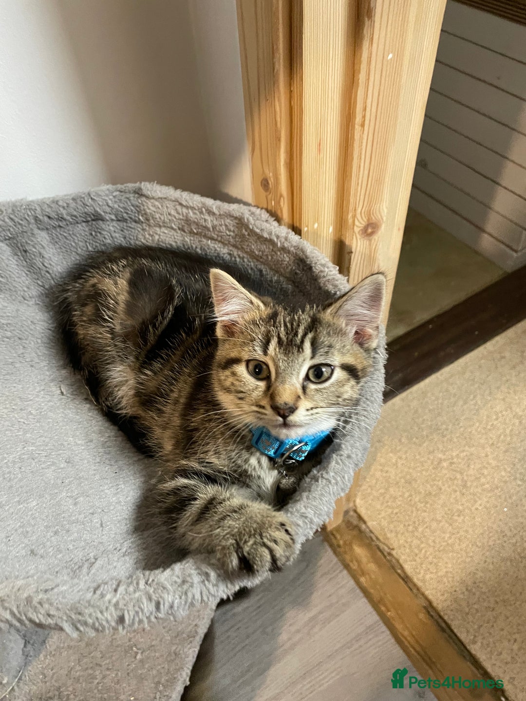 Mixed Breed cats for sale: Mix breed beautiful kittens - Image 19