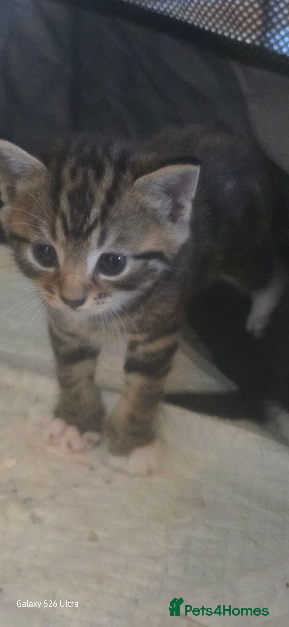 Mixed Breed cats 3x Boy kittens for sale - Advert 5