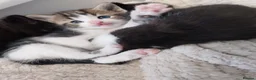 Mixed Breed cats for sale: Mixed bread kittens for sale 3x male 1 female  in Halifax - Advert 9