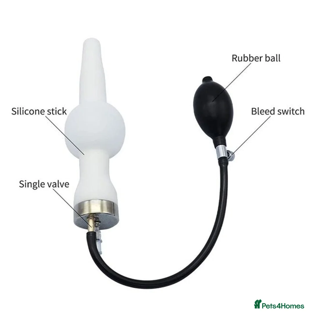 Miniature Schnauzer dogs for stud: stunning Kc registererd proven miniature schnauzer in Wolverhampton - Advert 17