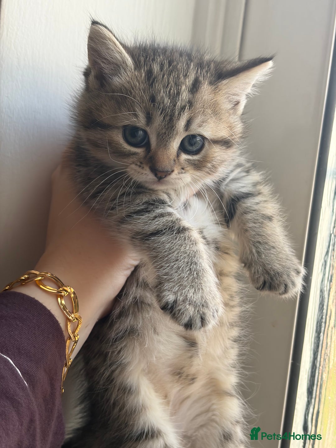 British Shorthair cats for sale: British short hair/persian mother - Advert 33