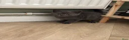 British Shorthair cats for sale: Social, playful BSH kittens  - Advert 13